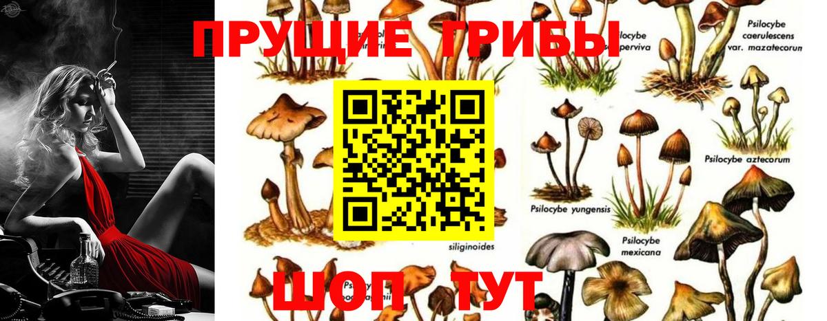 Псилоцибиновые грибы Psilocybe Кириши